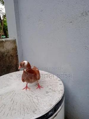 Want to sell the bird
