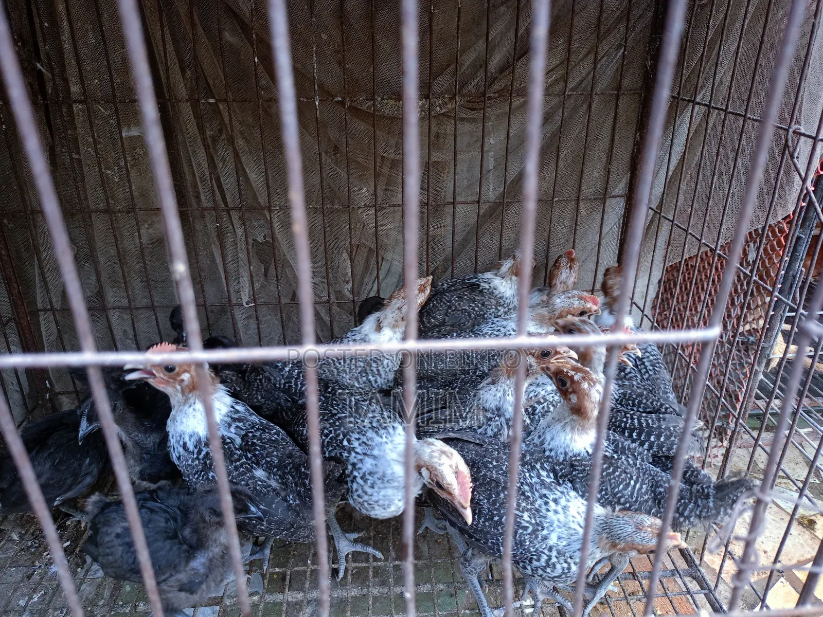 ফাওমি মুরগির বাচ্চা