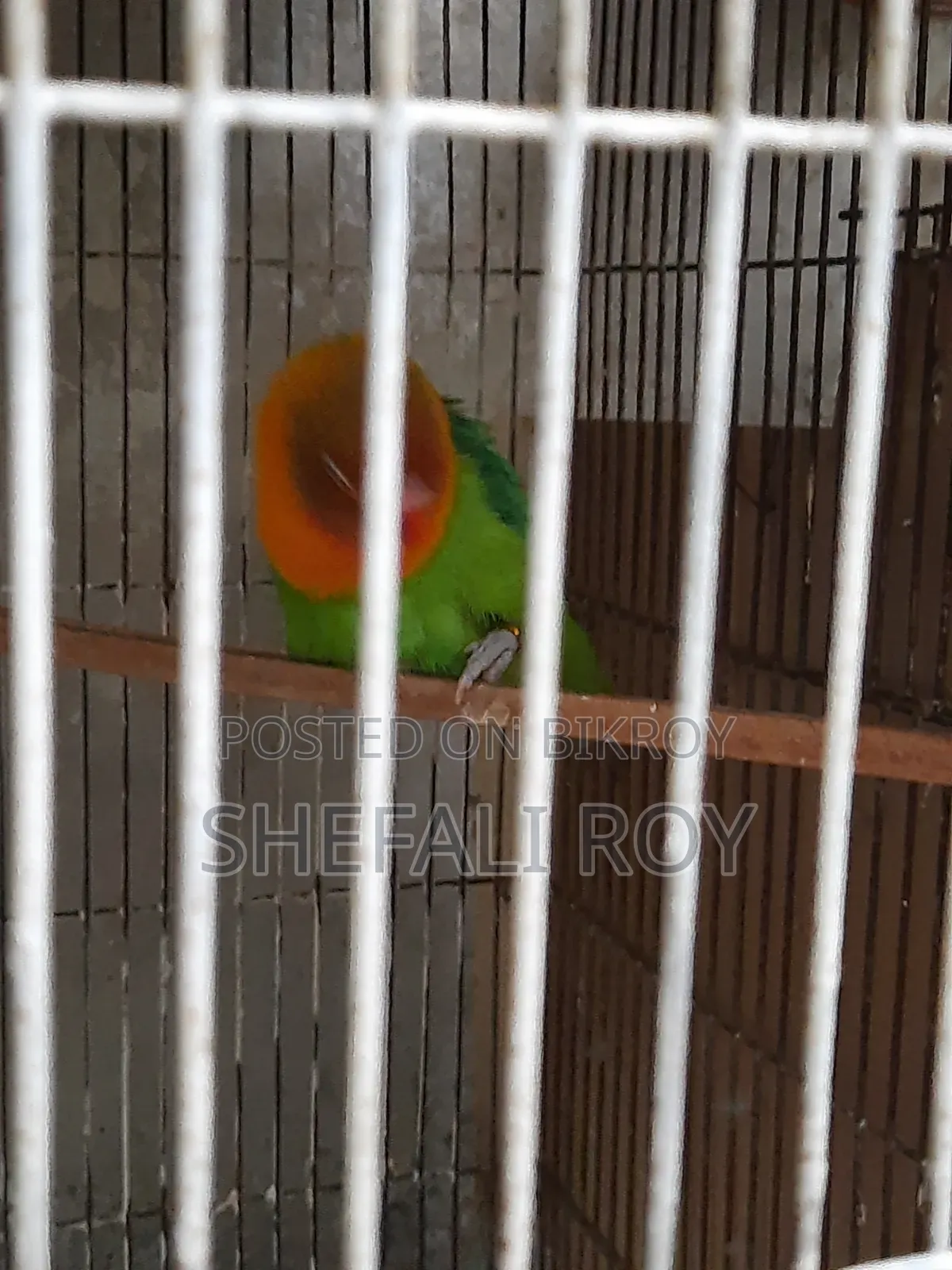 Lovebird