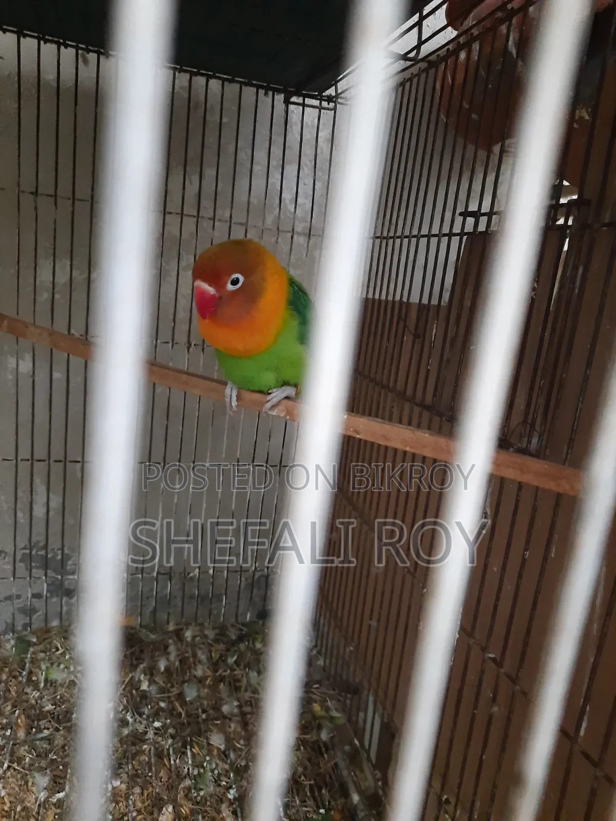 Lovebird