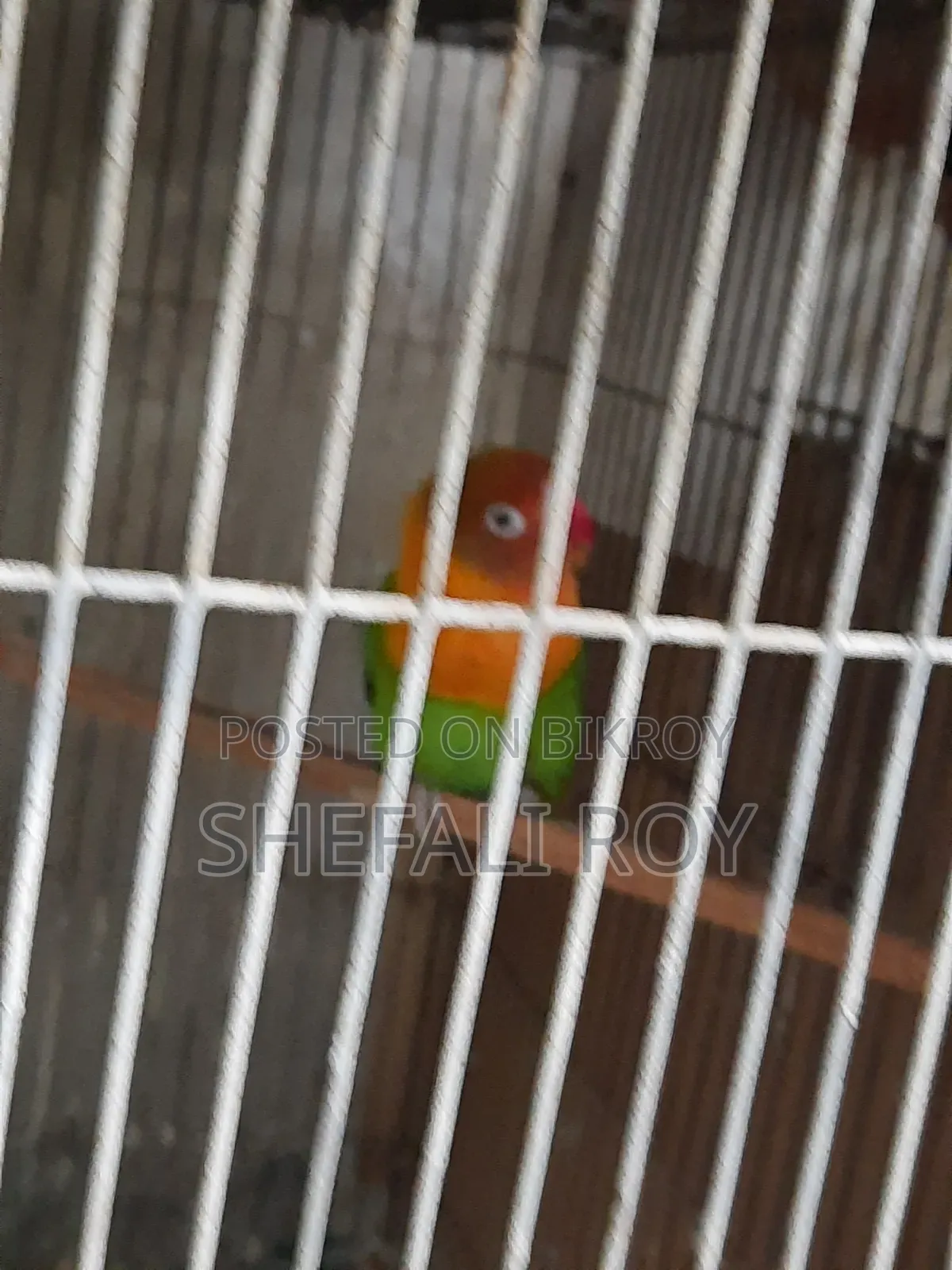 Lovebird