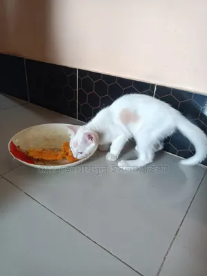 1-3 Months Male Mixed Breed Persian