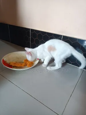 1-3 Months Male Mixed Breed Persian