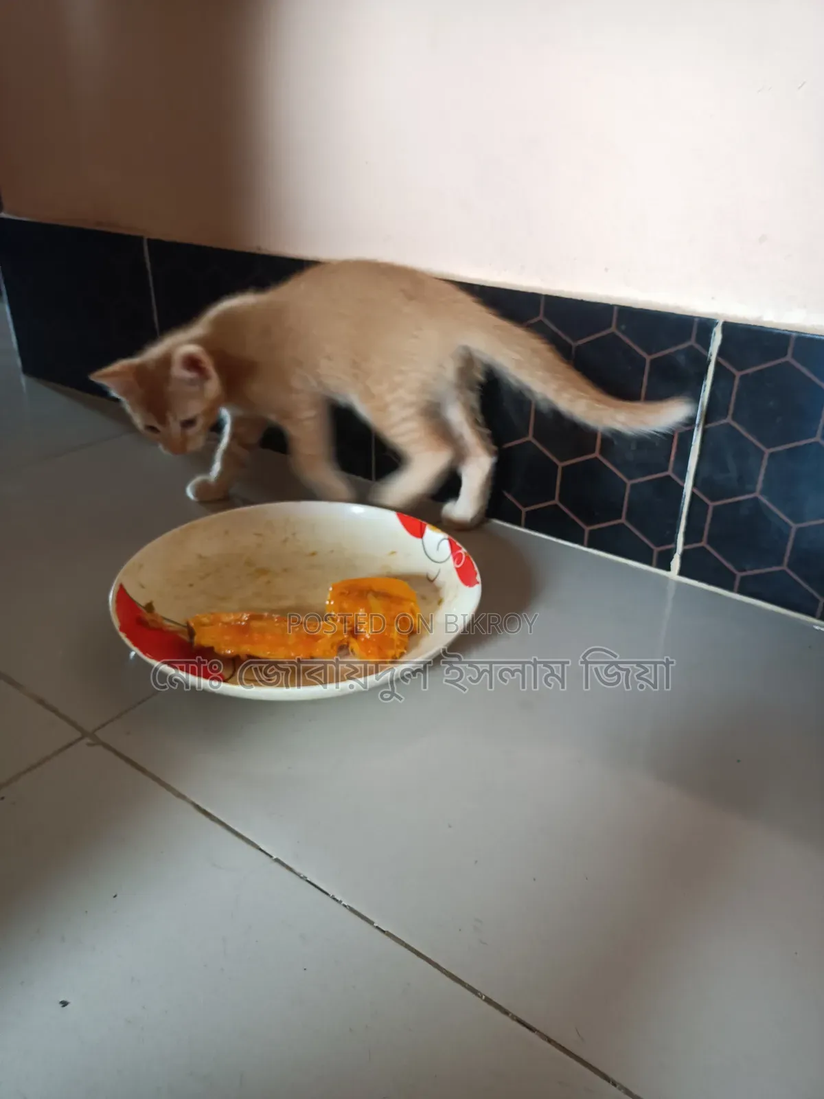 1-3 Months Male Mixed Breed Persian