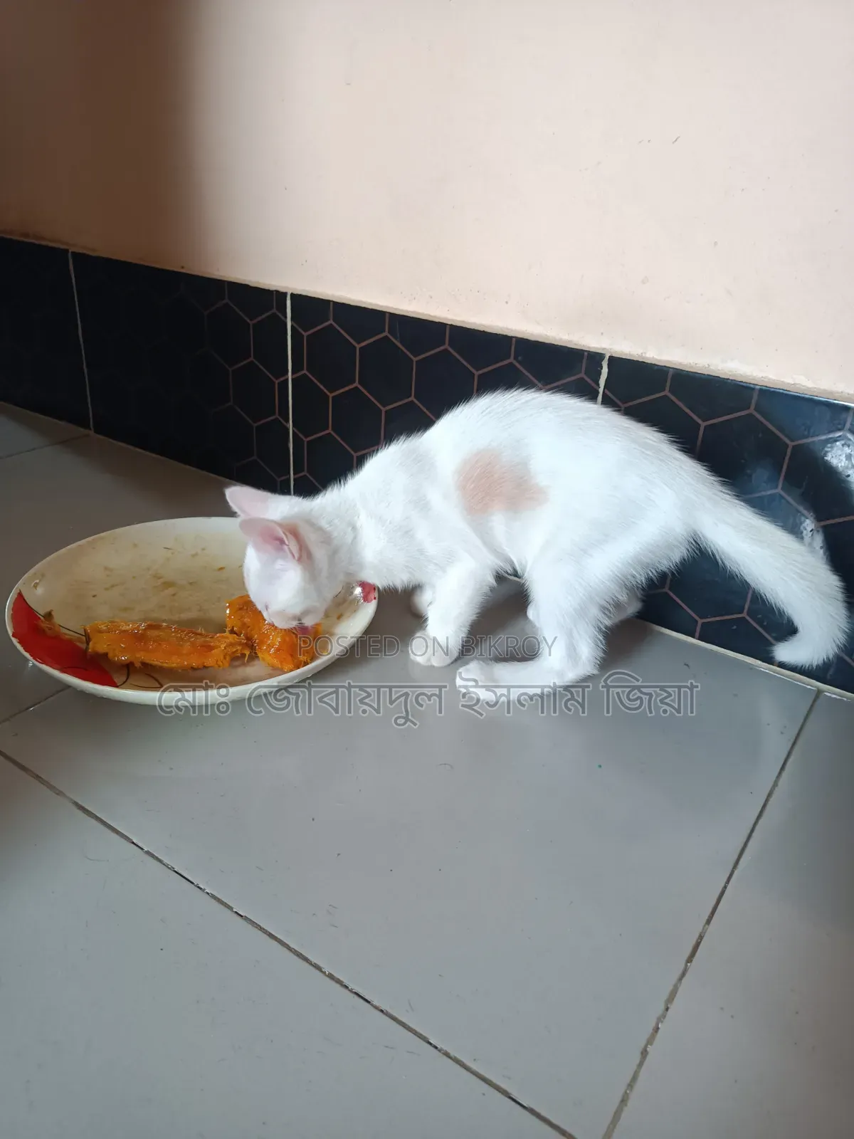 1-3 Months Male Mixed Breed Persian