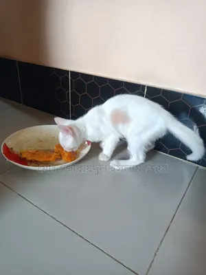 1-3 Months Male Mixed Breed Persian