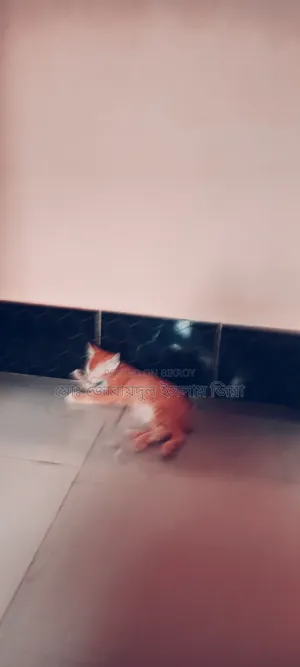 1-3 Months Male Mixed Breed Persian