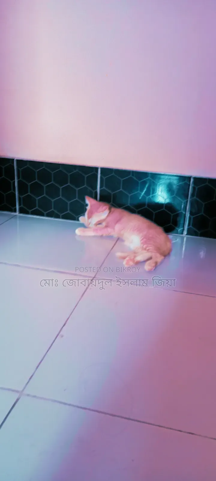 1-3 Months Male Mixed Breed Persian