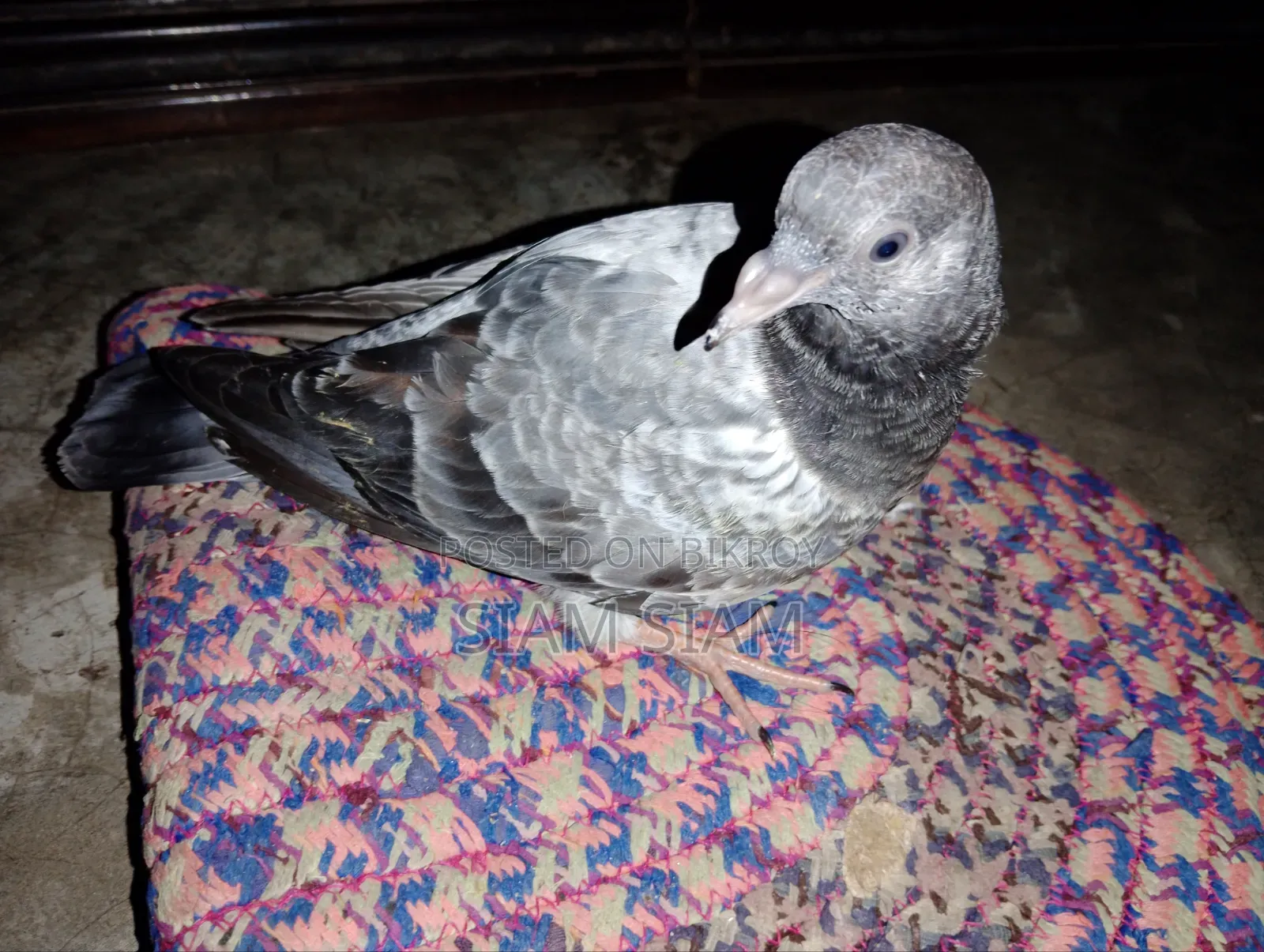 Pigeon squab for sale
