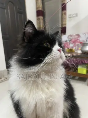 6-12 Months Male Purebred Persian Cat