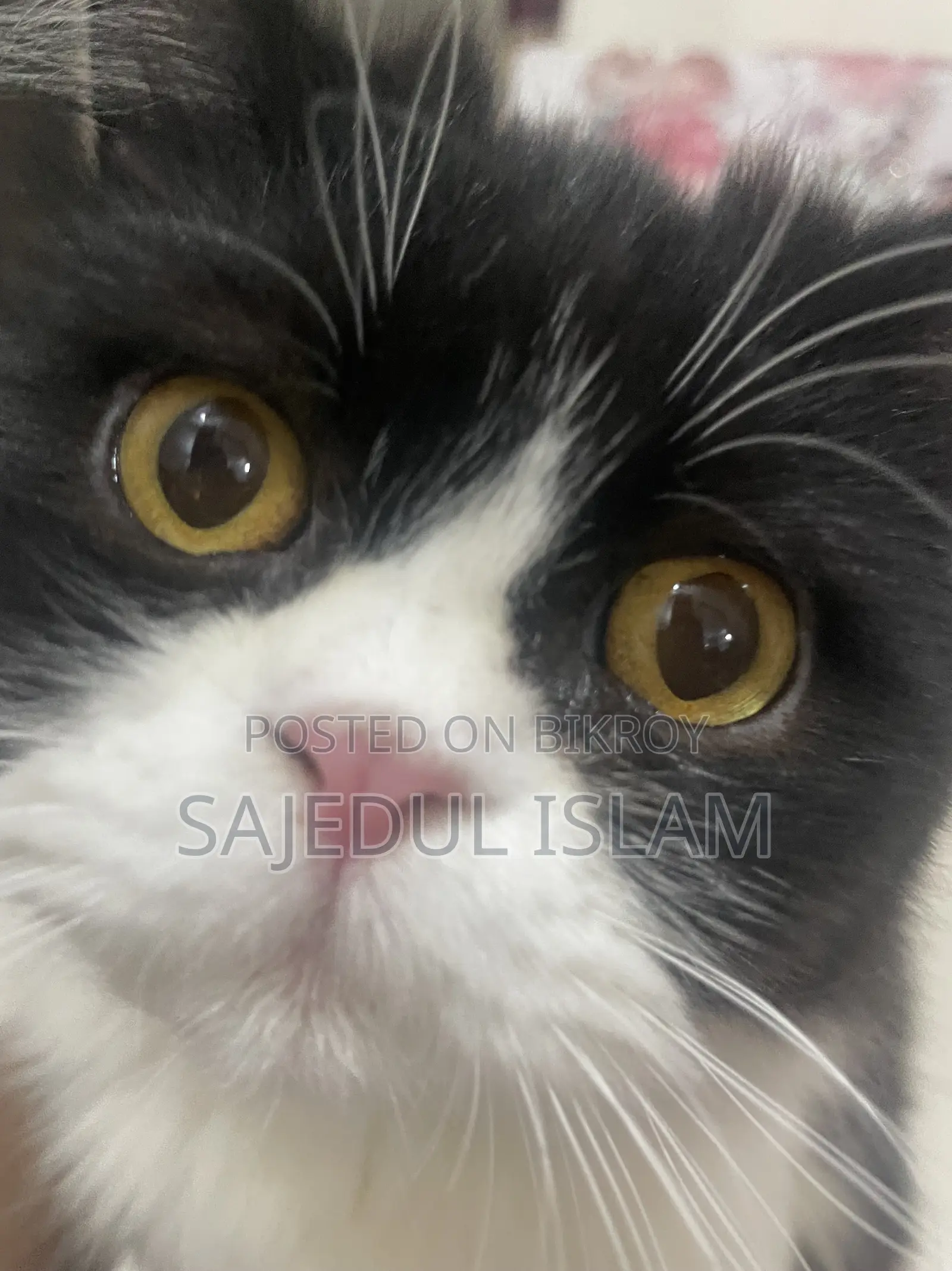 6-12 Months Male Purebred Persian Cat