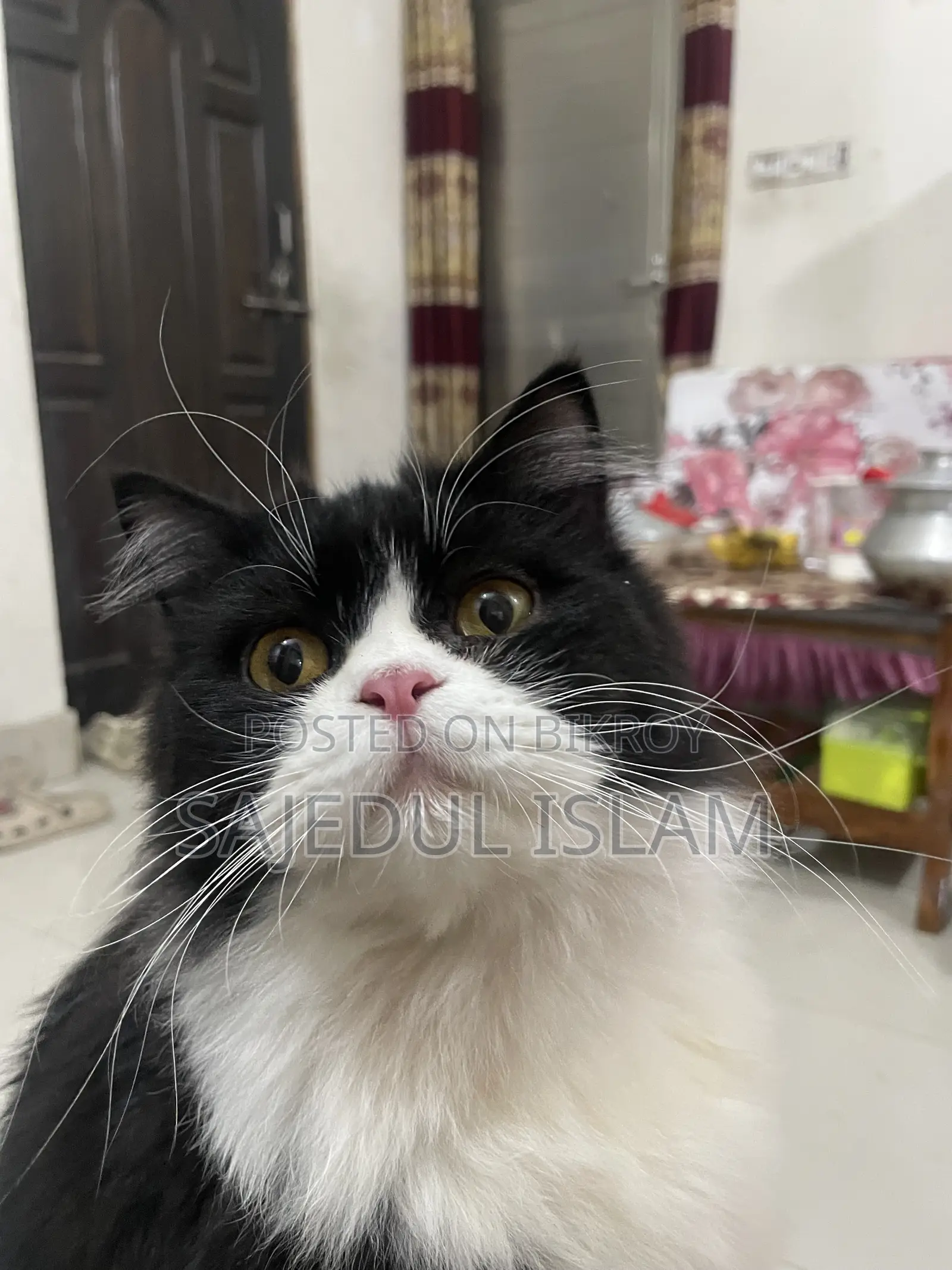 6-12 Months Male Purebred Persian Cat