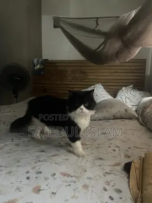 6-12 Months Male Purebred Persian Cat