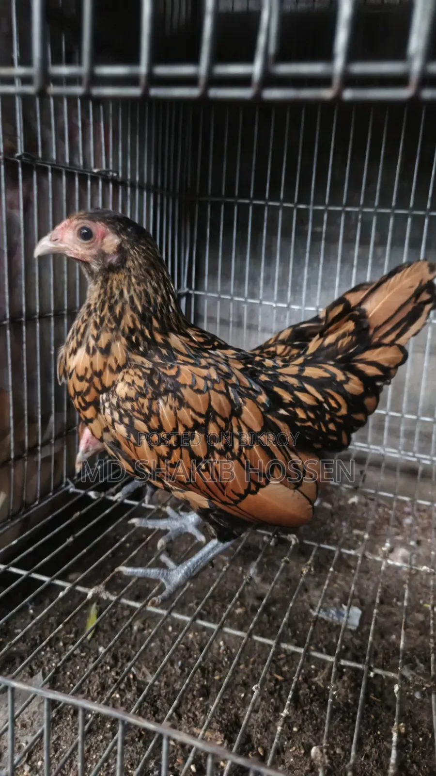 Golden Sebright Female Chicken