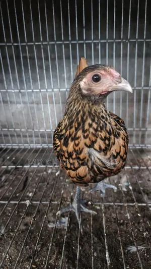 Golden Sebright Female Chicken
