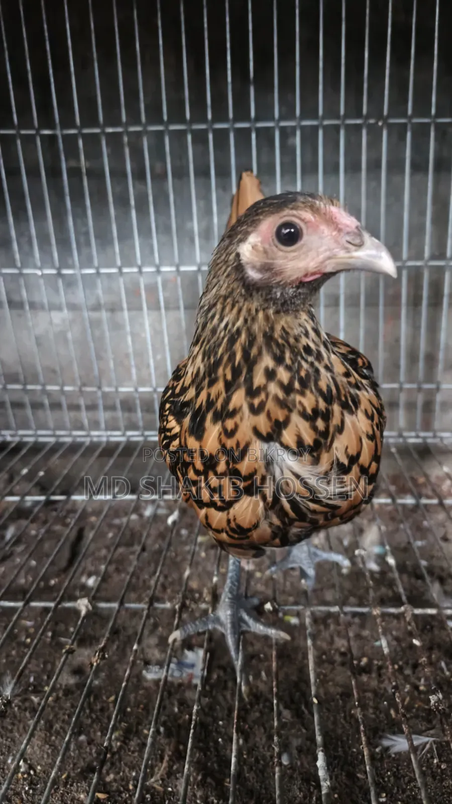 Golden Sebright Female Chicken