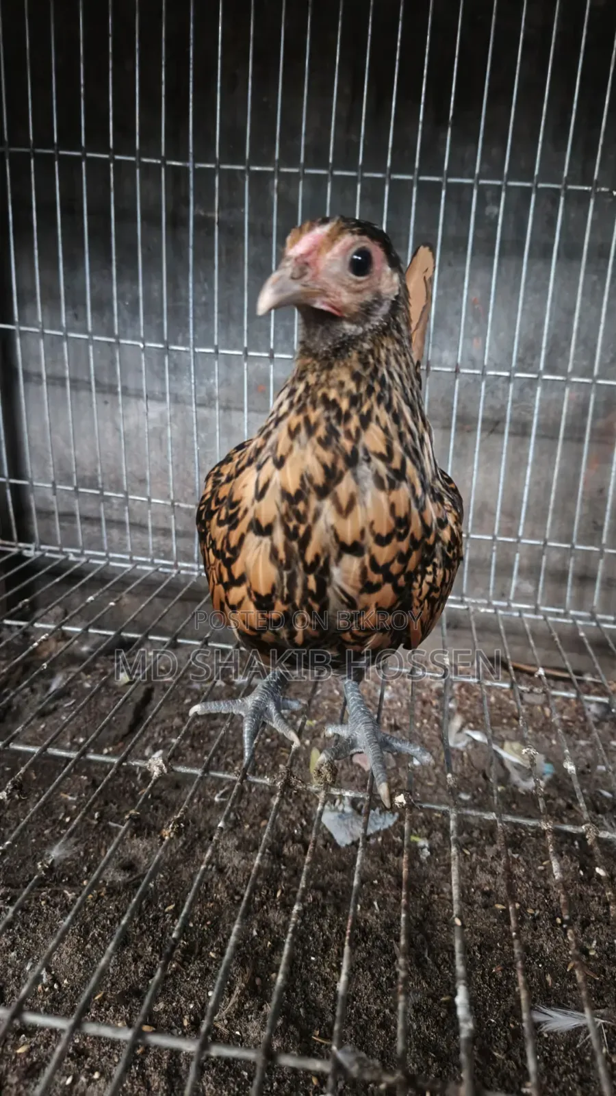 Golden Sebright Female Chicken