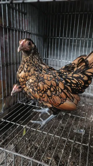 Golden Sebright Female Chicken