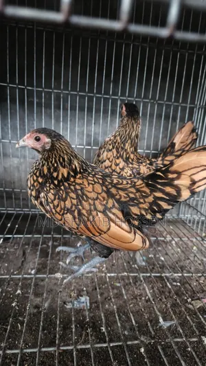 Golden Sebright Female Chicken