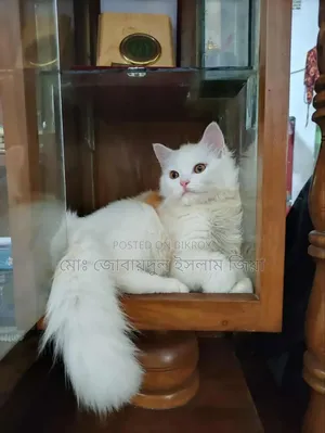 1+ Year Male Purebred Persian