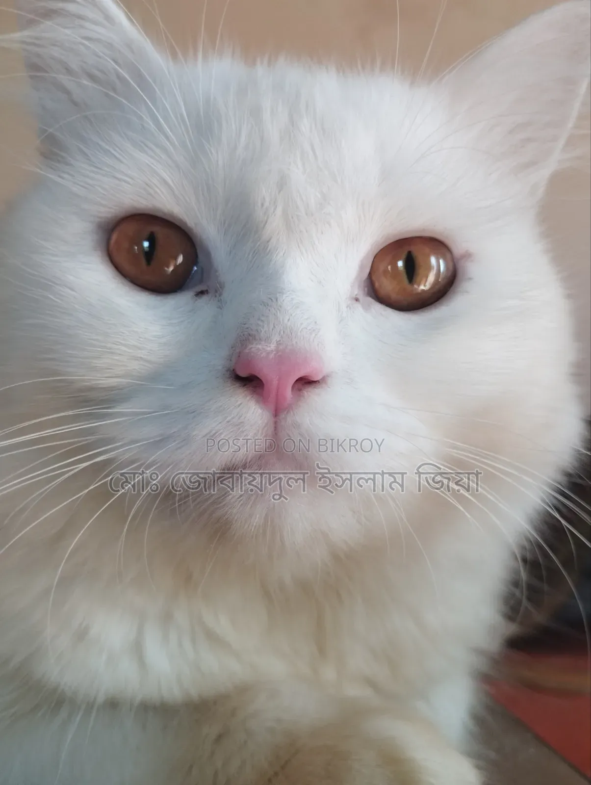 1+ Year Male Purebred Persian