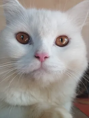 1+ Year Male Purebred Persian