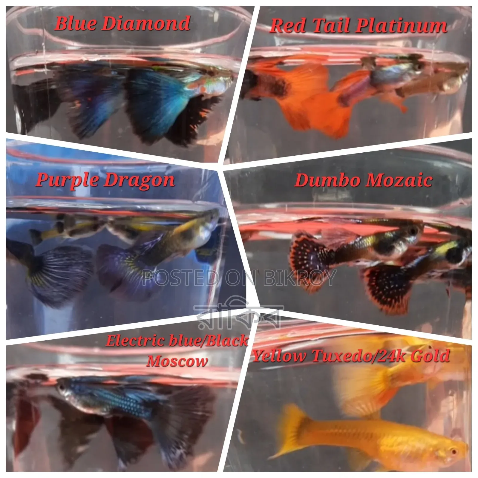 Fancy Guppies