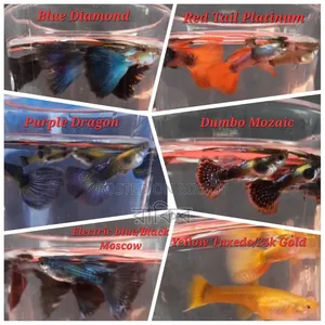 Fancy Guppies