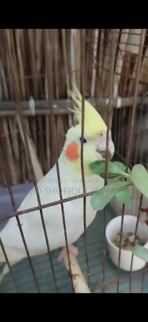 ককাটেল পাখি বিক্রয়
