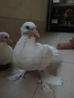 একটি লক্ষা কবুতরের বাচ্চা বিক্রি করা হবে