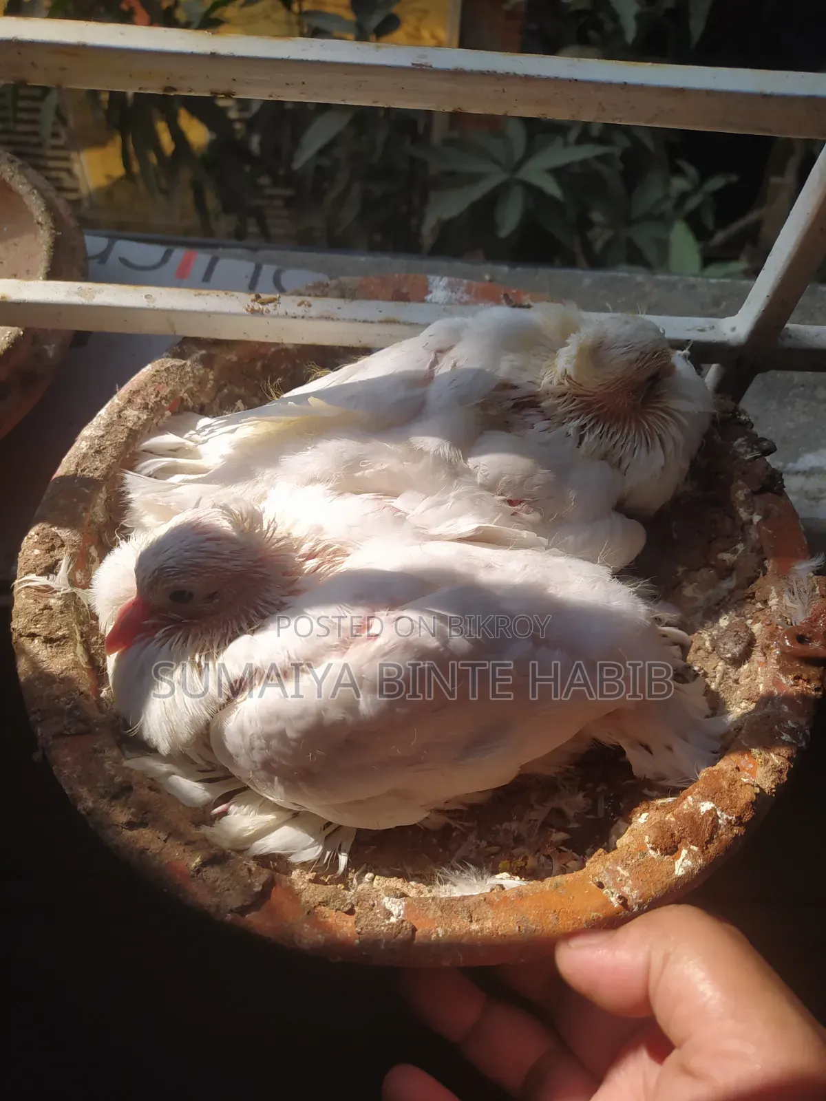 একটি লক্ষা কবুতরের বাচ্চা বিক্রি করা হবে