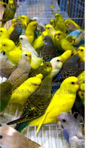 পাখি বিক্রি