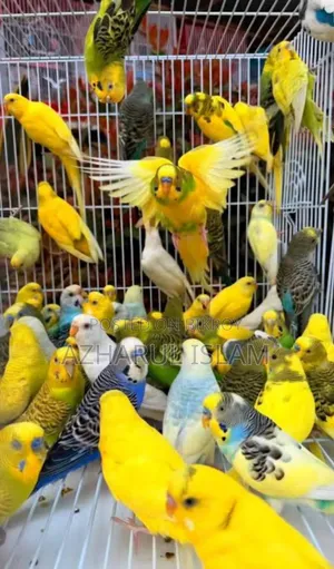 পাখি বিক্রি
