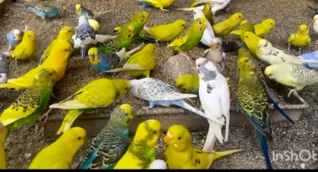 পাখি বিক্রি