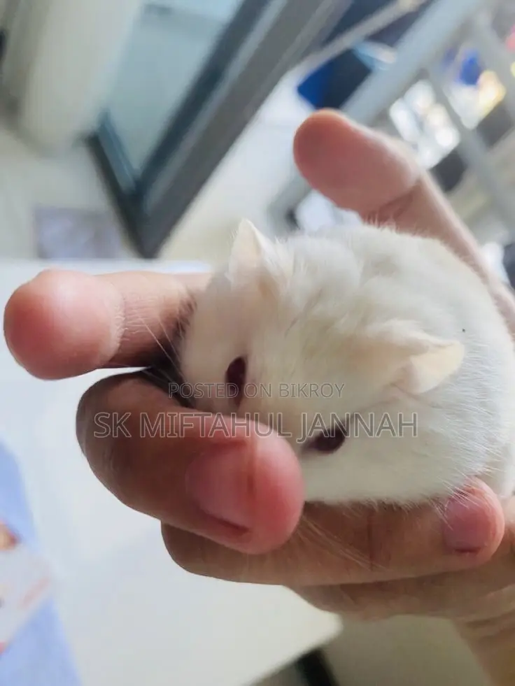 Hamster Pair