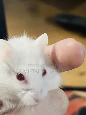 Hamster Pair