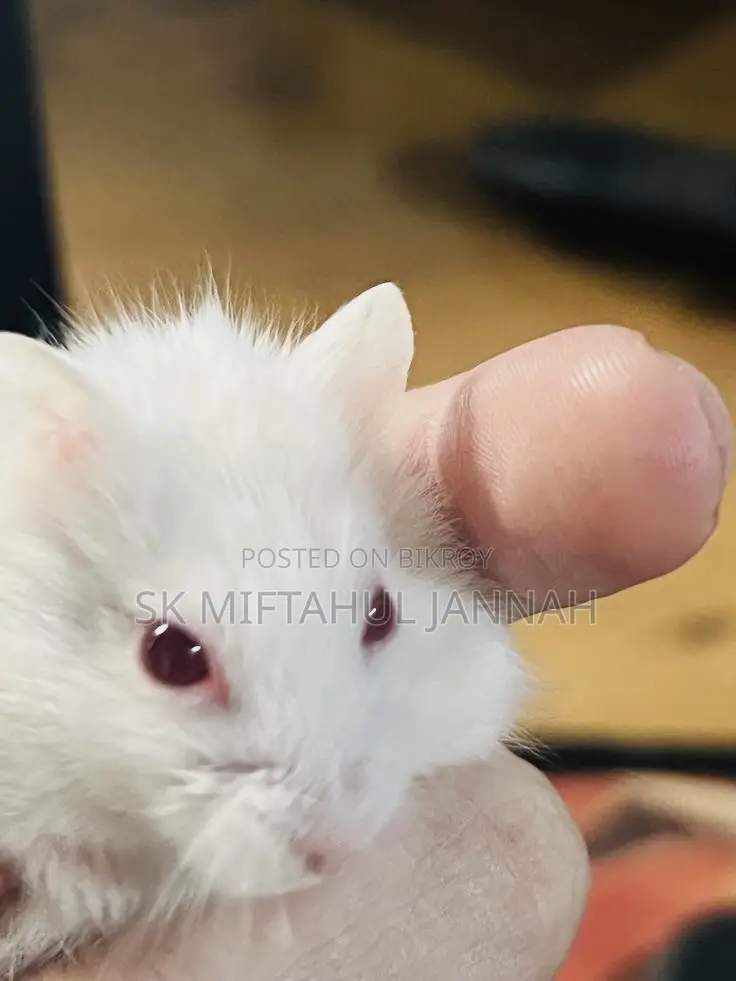 Hamster Pair