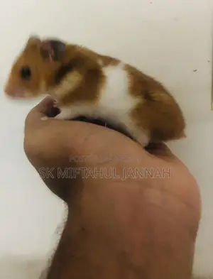 Hamster Pair