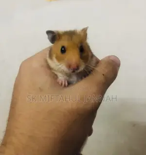 Hamster Pair