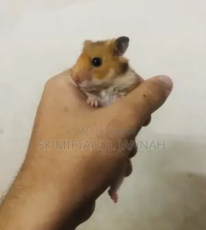 Hamster Pair