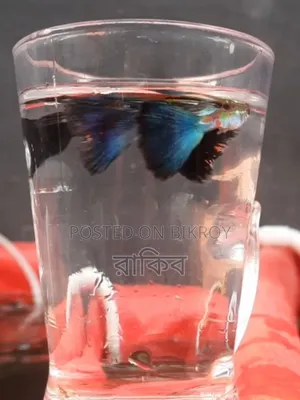 Fancy Guppies
