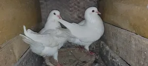 সাদা কিং এর বাচ্চা বিক্রি করা হবে