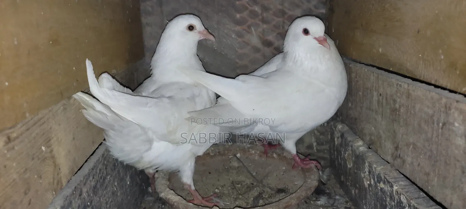 সাদা কিং এর বাচ্চা বিক্রি করা হবে