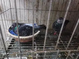 Pair of Pigeons