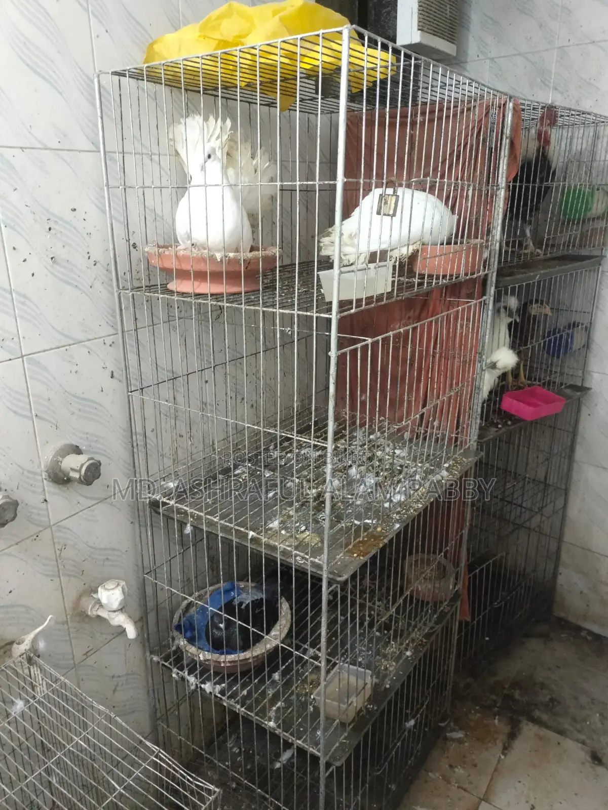 পাখির খাঁচা