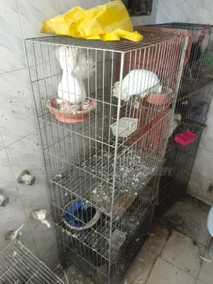 পাখির খাঁচা