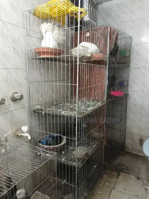 পাখির খাঁচা