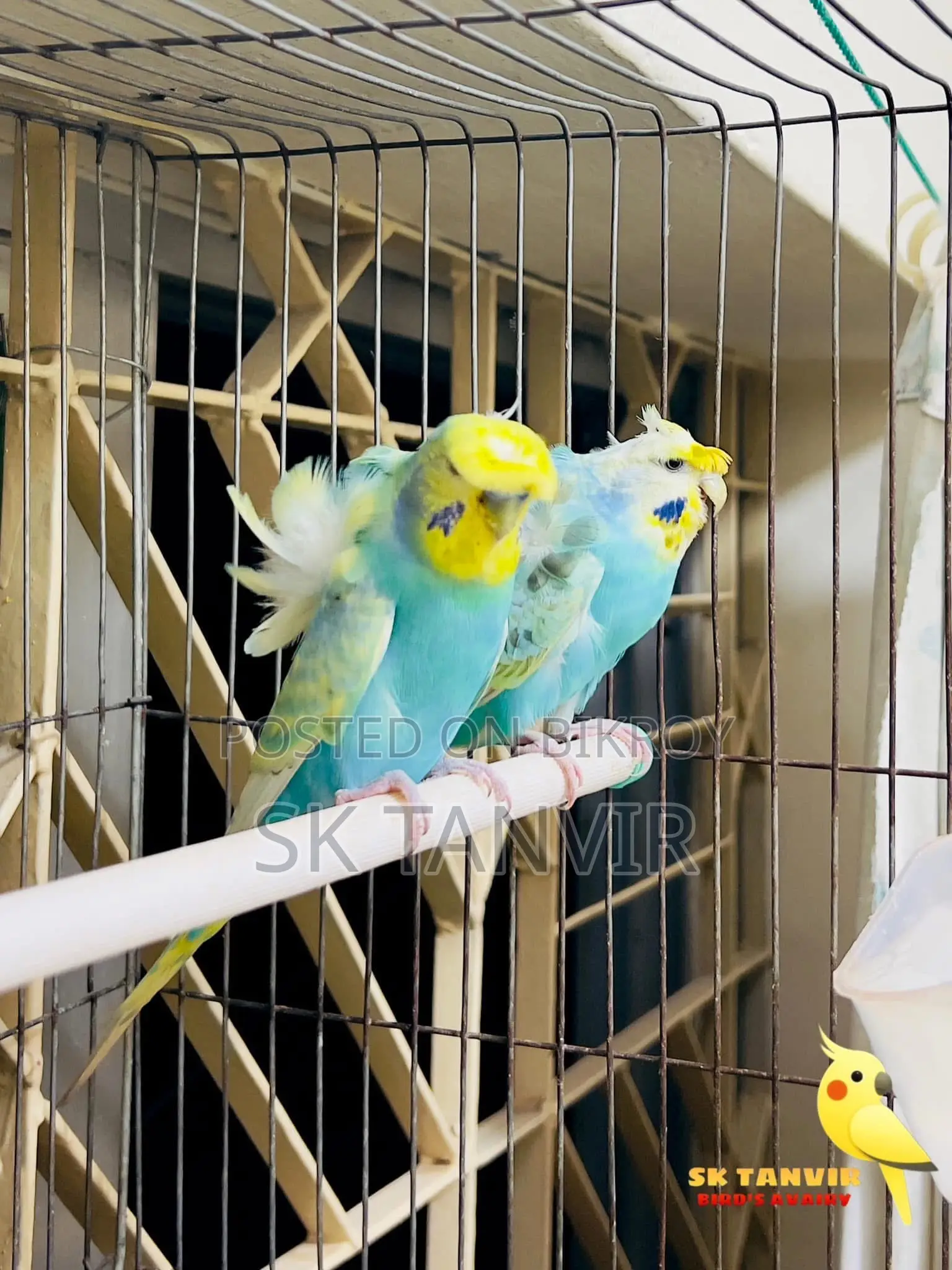 JP Budgerigar