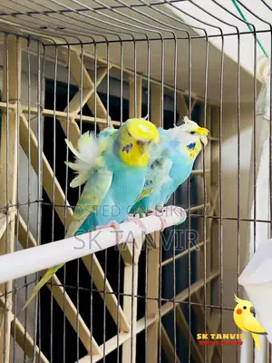 JP Budgerigar
