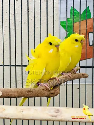 JP Budgerigar